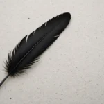 signification plume noire