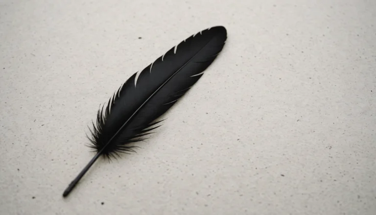 signification plume noire